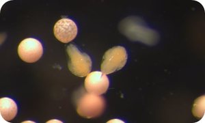 Sea Monkeys