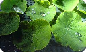 Nano Leaves