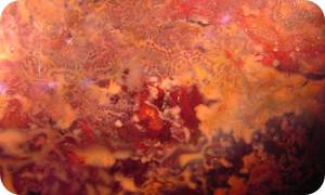 Bacteriopolis