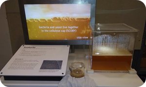 Kombucha Colony