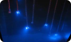Plankton Ballet