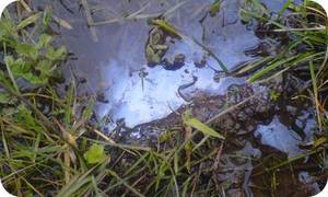 Bacteria in nature
