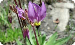 Wildflowers