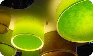 Phytoplankton Bloom