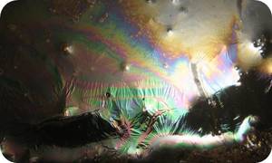 Metallic Bacteria
